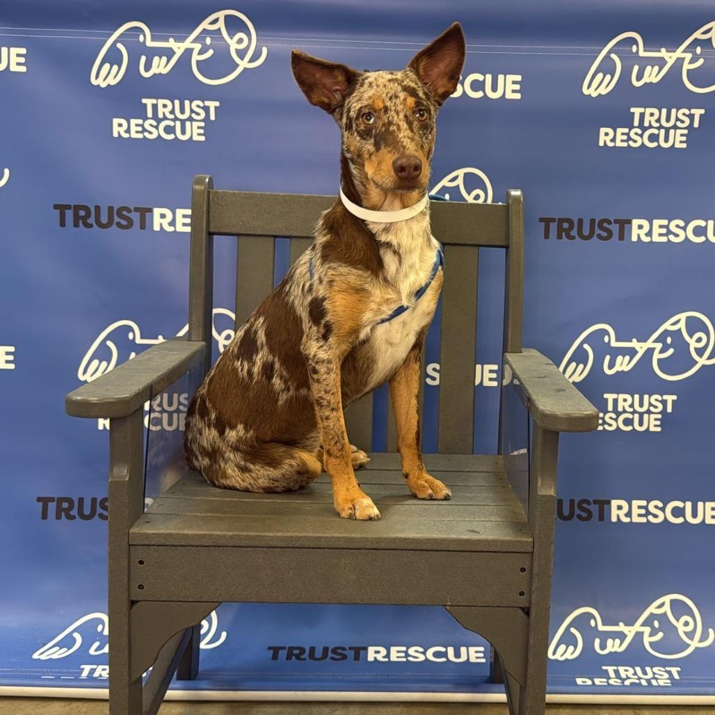 Speckles. thumbnail 4