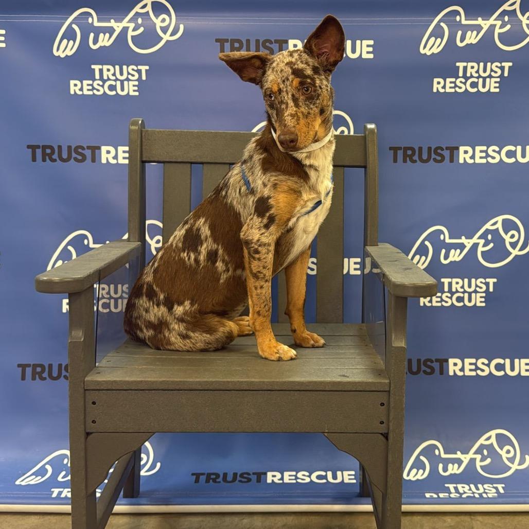 Speckles. thumbnail 5