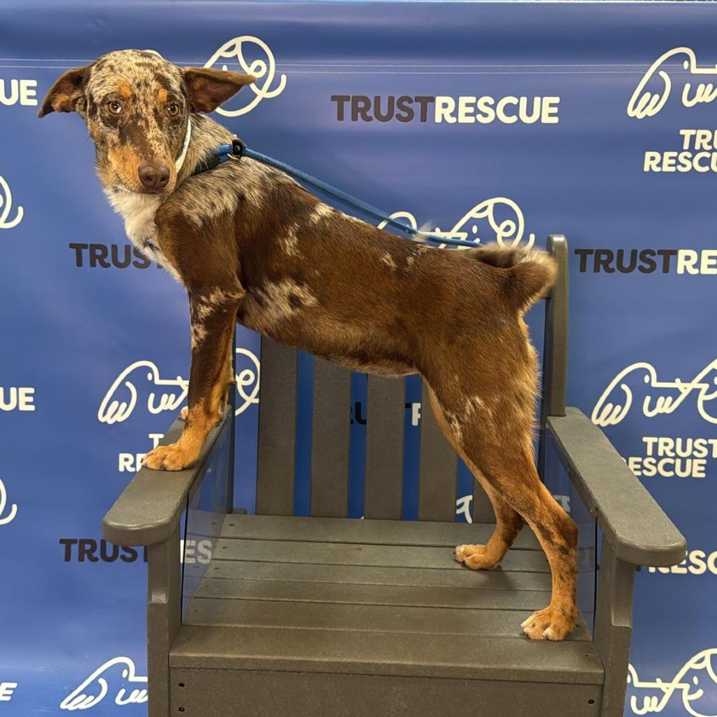 Speckles. thumbnail 6