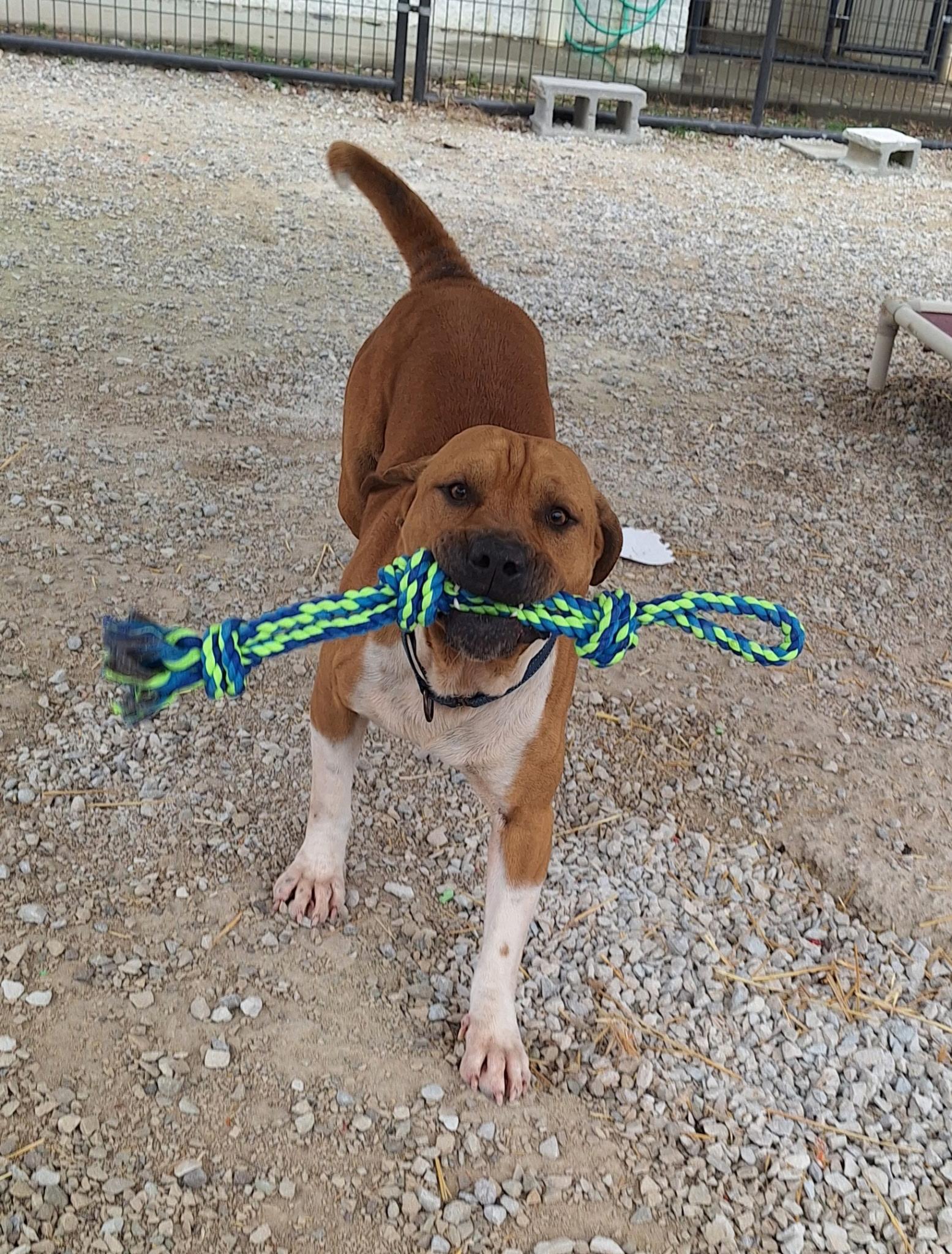 Enlarge Leo, a Adoptable mixed breed in Clay City, KY image 1/5