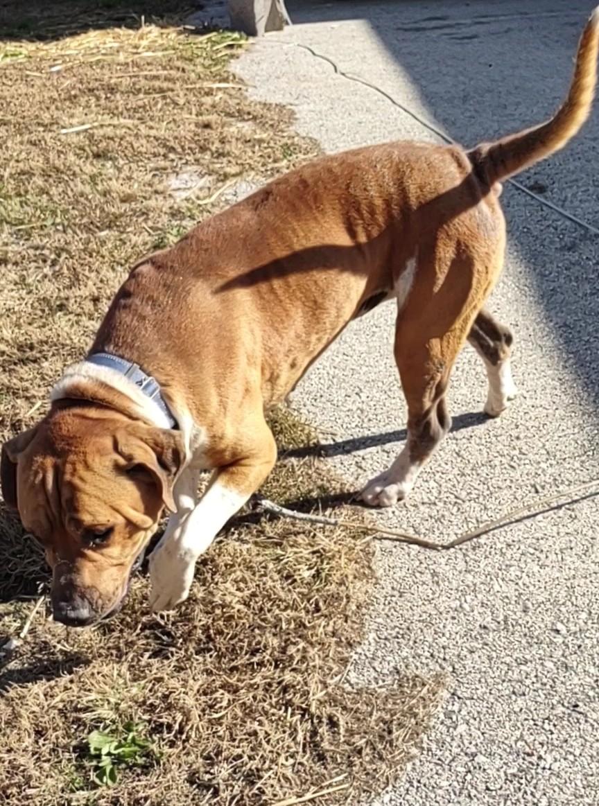 Enlarge Leo, a Adoptable mixed breed in Clay City, KY image 5/6