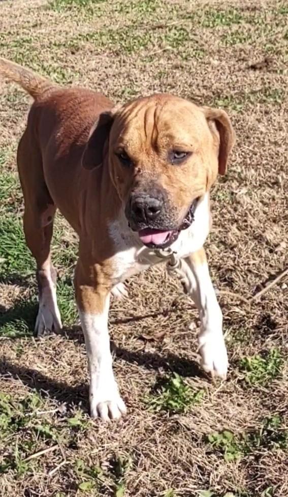 Enlarge Leo, a Adoptable mixed breed in Clay City, KY image 2/6