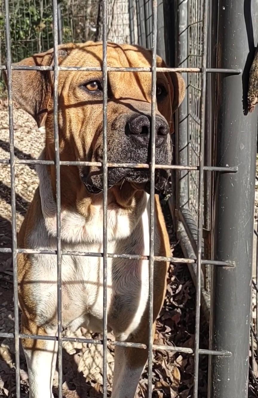 Enlarge Leo, a Adoptable mixed breed in Clay City, KY image 6/6