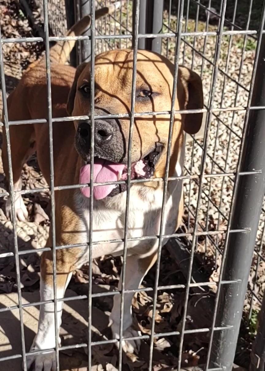 Enlarge Leo, a Adoptable mixed breed in Clay City, KY image 4/6