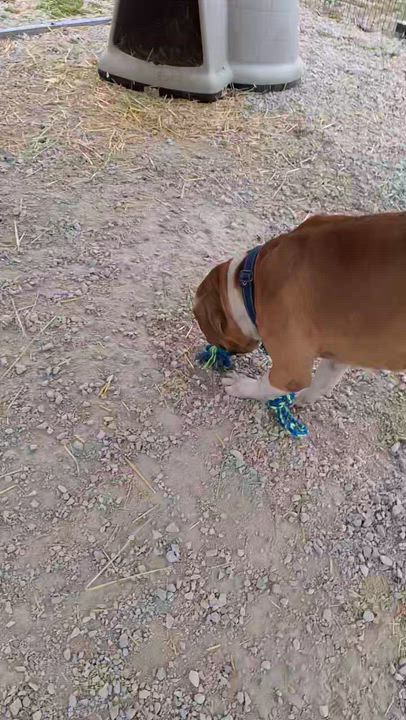 Enlarge Leo, a Adoptable mixed breed in Clay City, KY video 5/5