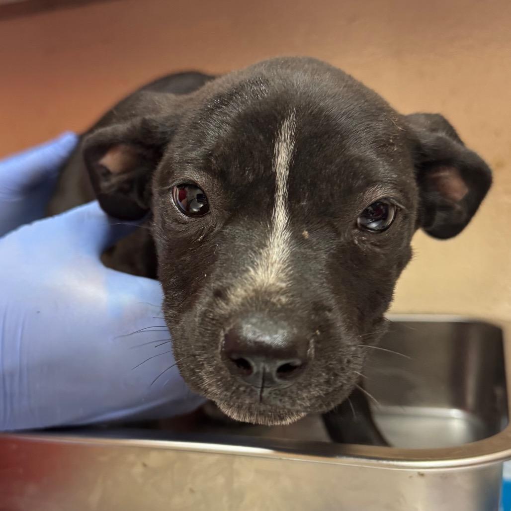 Enlarge Hartly, a Adoptable Pit Bull Terrier in Birmingham, AL image 1/1