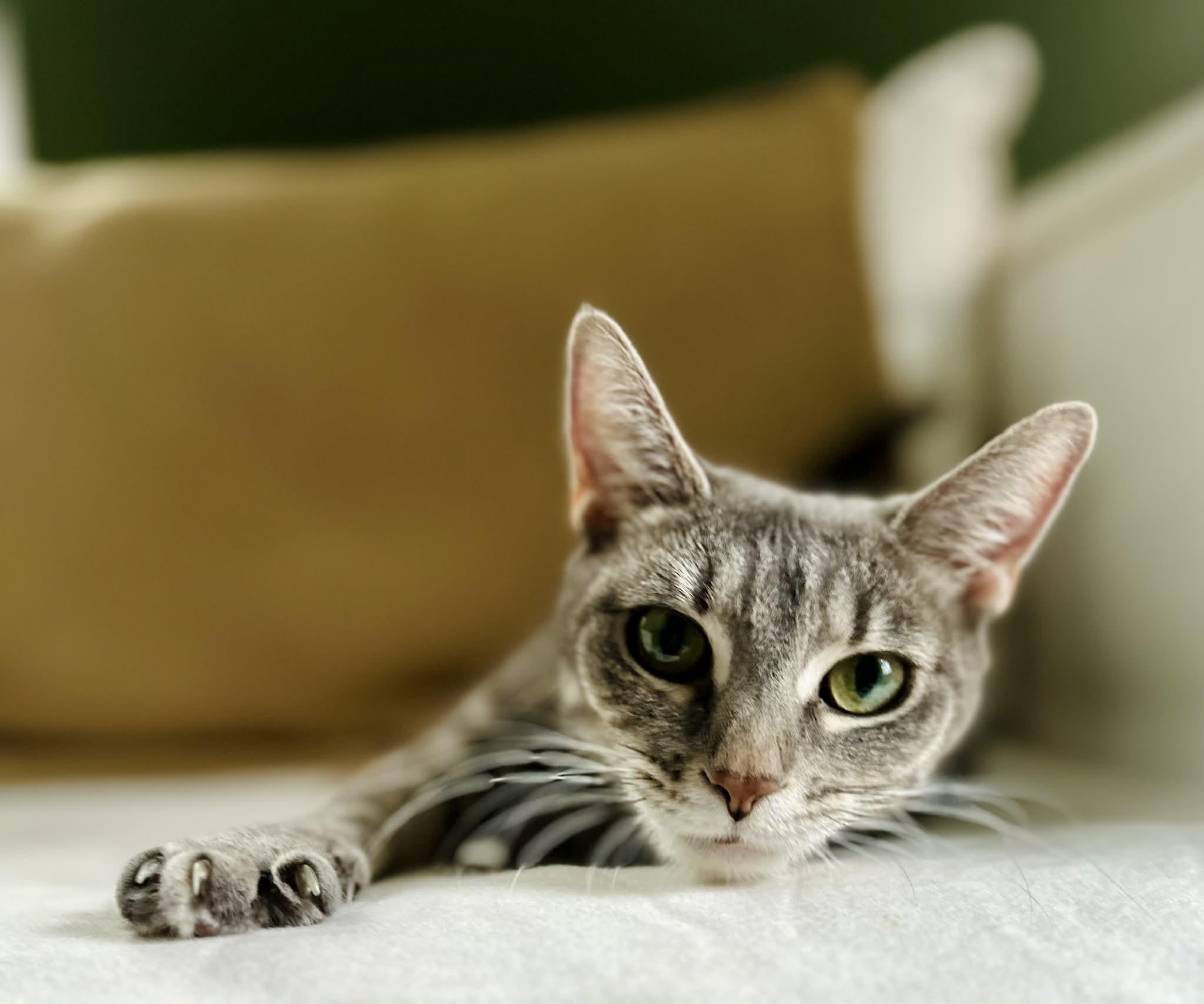 Enlarge Sage, an adopted Domestic Short Hair in Belchertown, MA image 3/3