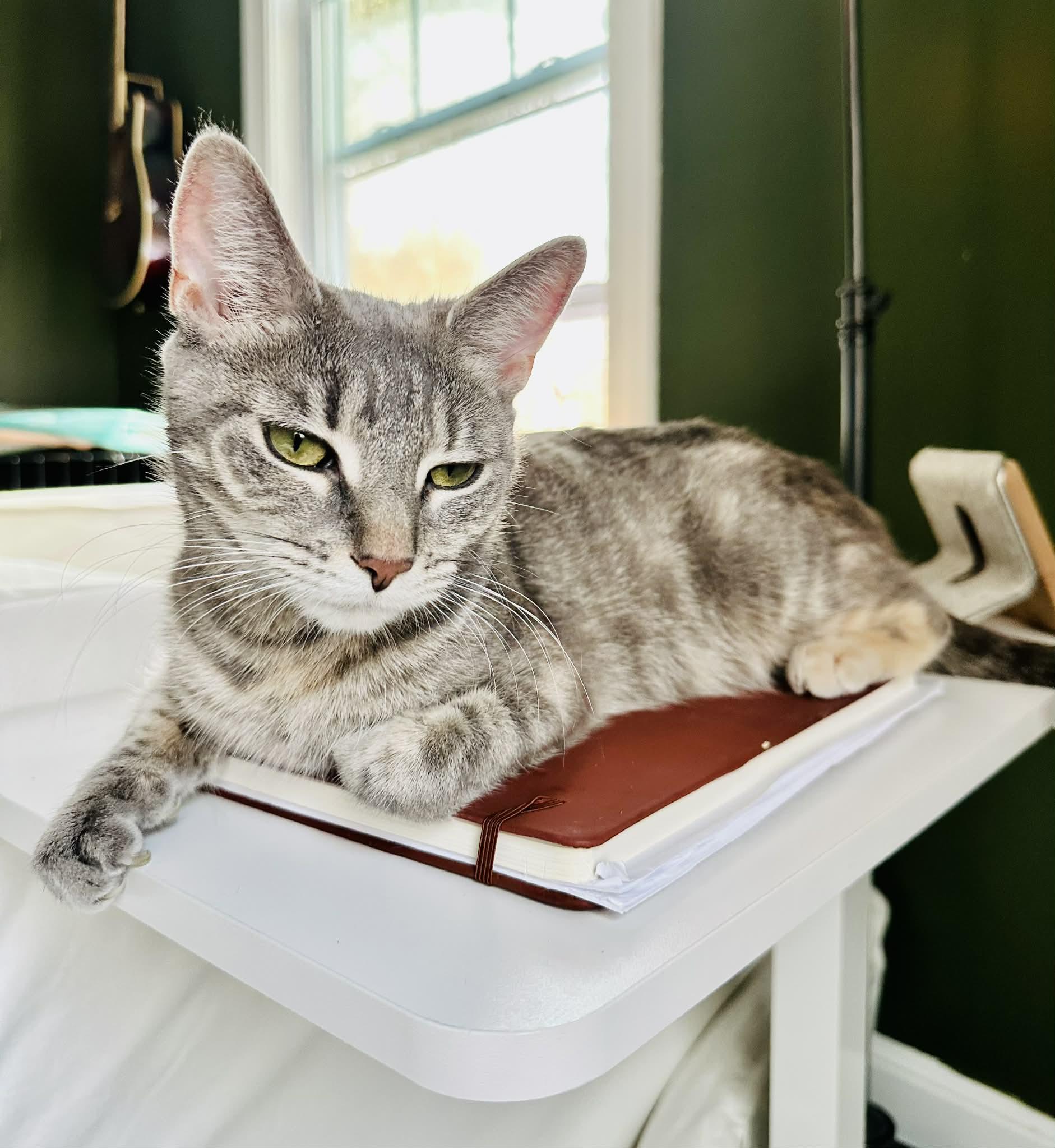 Enlarge Sage, an adopted Domestic Short Hair in Belchertown, MA image 1/3