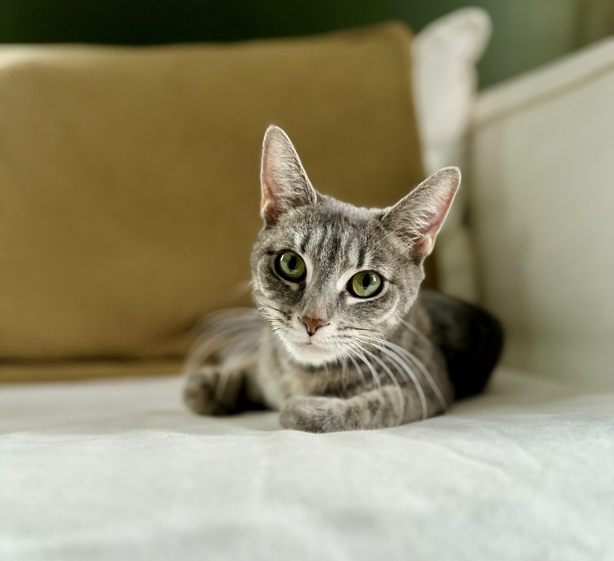 Enlarge Sage, an adopted Domestic Short Hair in Belchertown, MA image 2/3