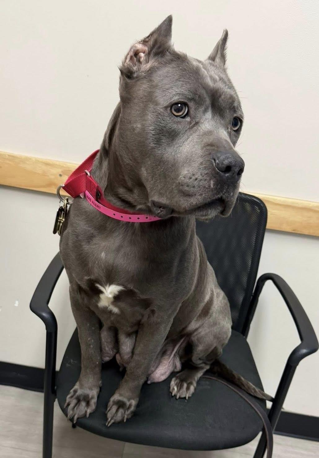 Winnie, Adoptable, Young Female Pit Bull Terrier.