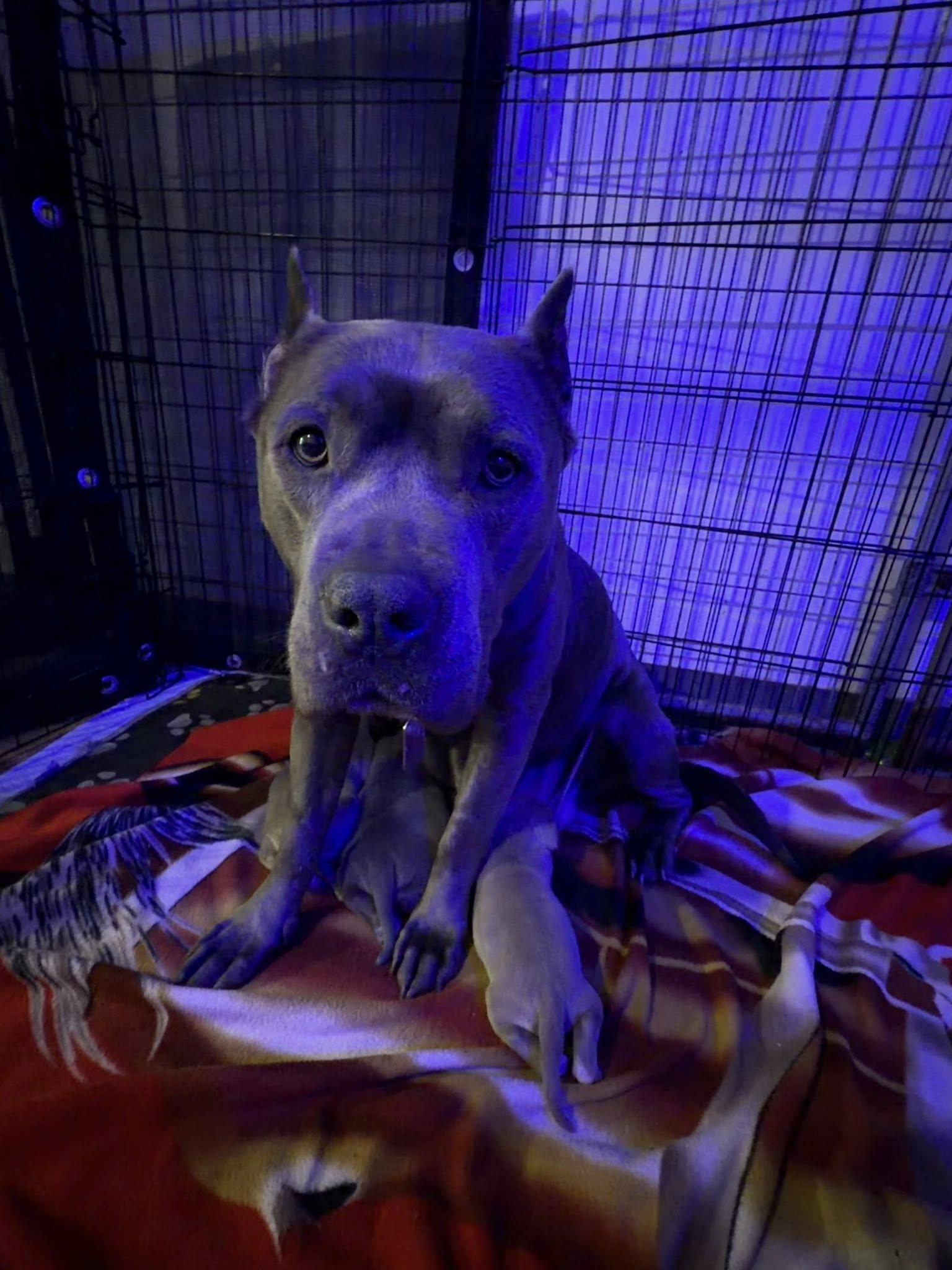 Enlarge Winnie, a Adoptable Pit Bull Terrier in Belleville, MI image 2/3