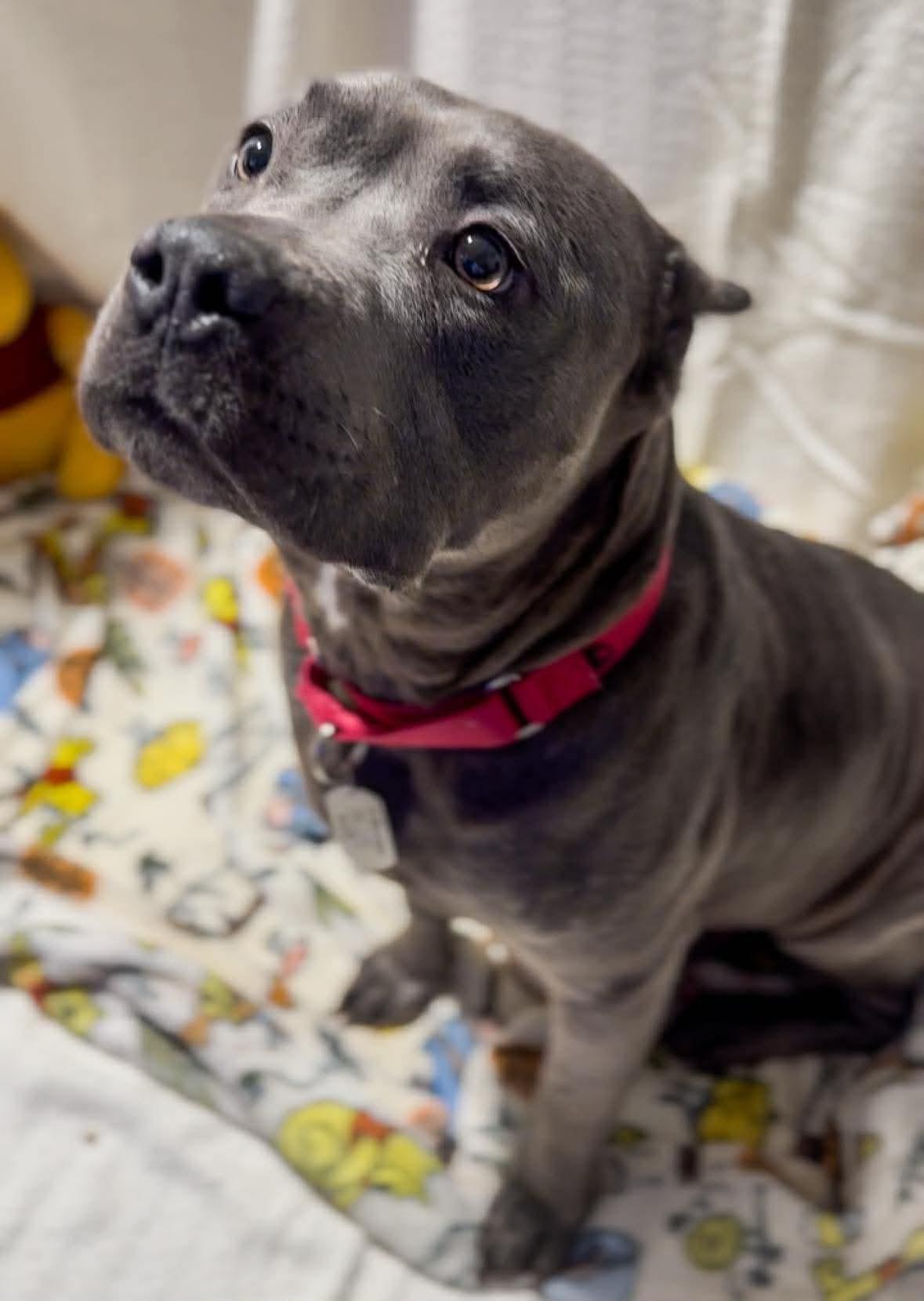 Enlarge Winnie, a Adoptable Pit Bull Terrier in Belleville, MI image 3/3