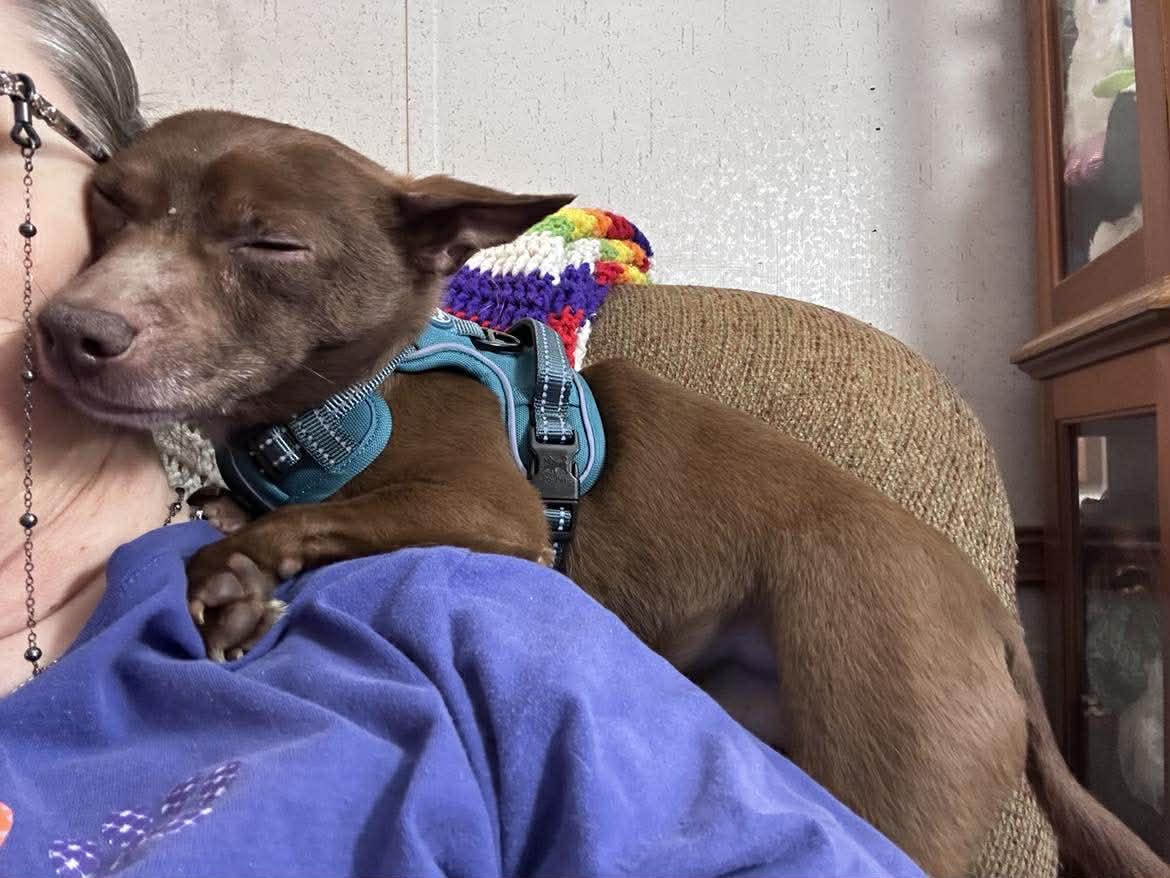 Brownie, Adoptable, Young Male Chihuahua.