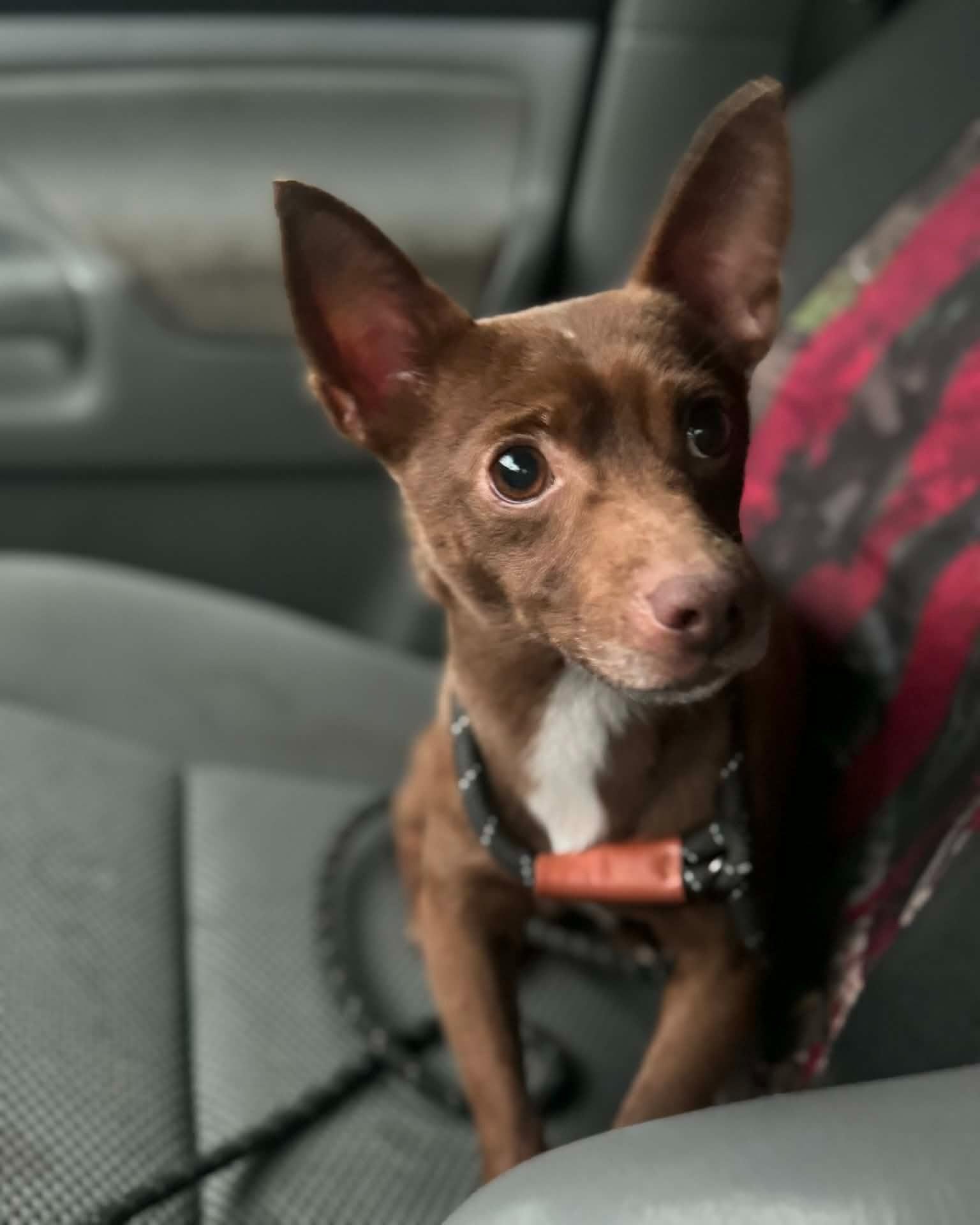 Enlarge Brownie, a Adoptable Chihuahua in Ceres, VA image 2/3