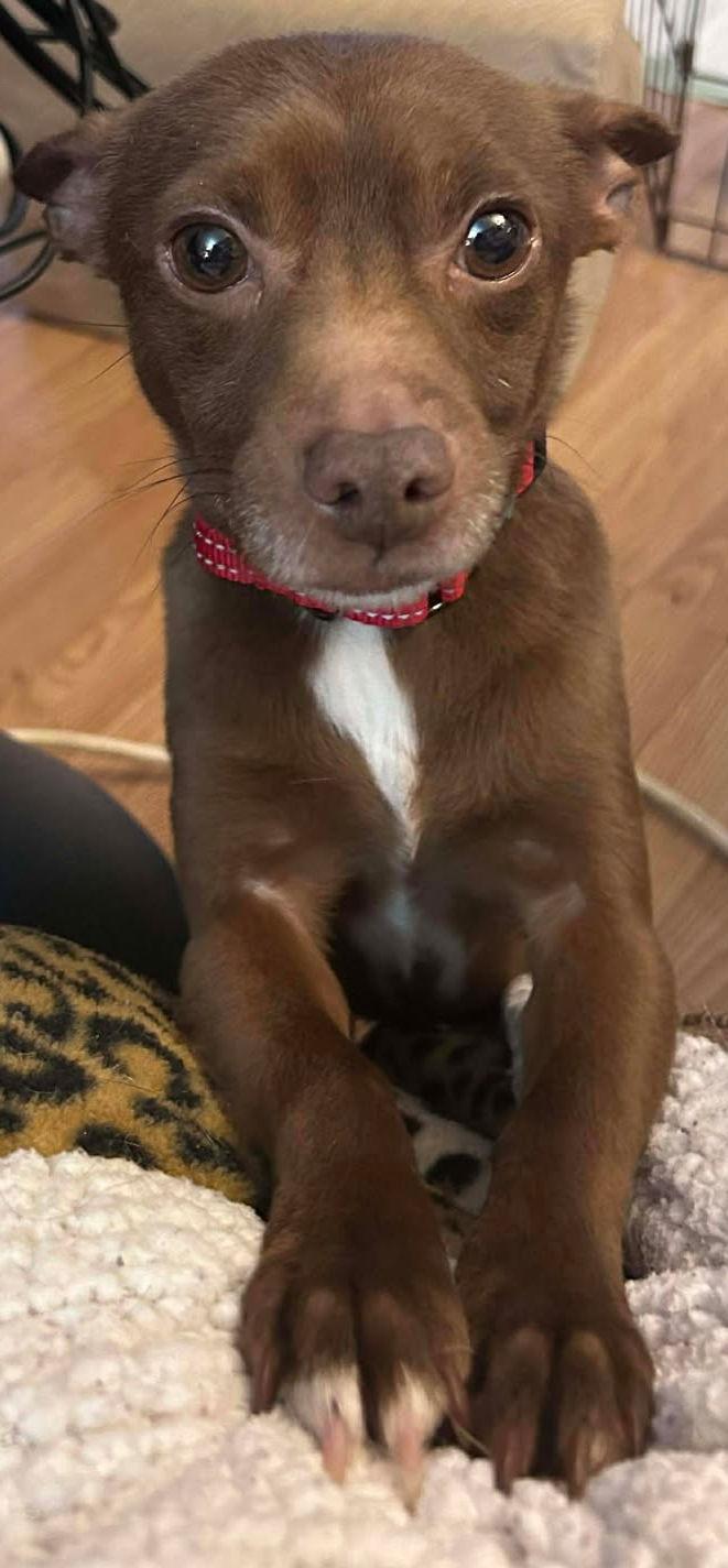 Brownie, Adopted, Young Male Chihuahua.