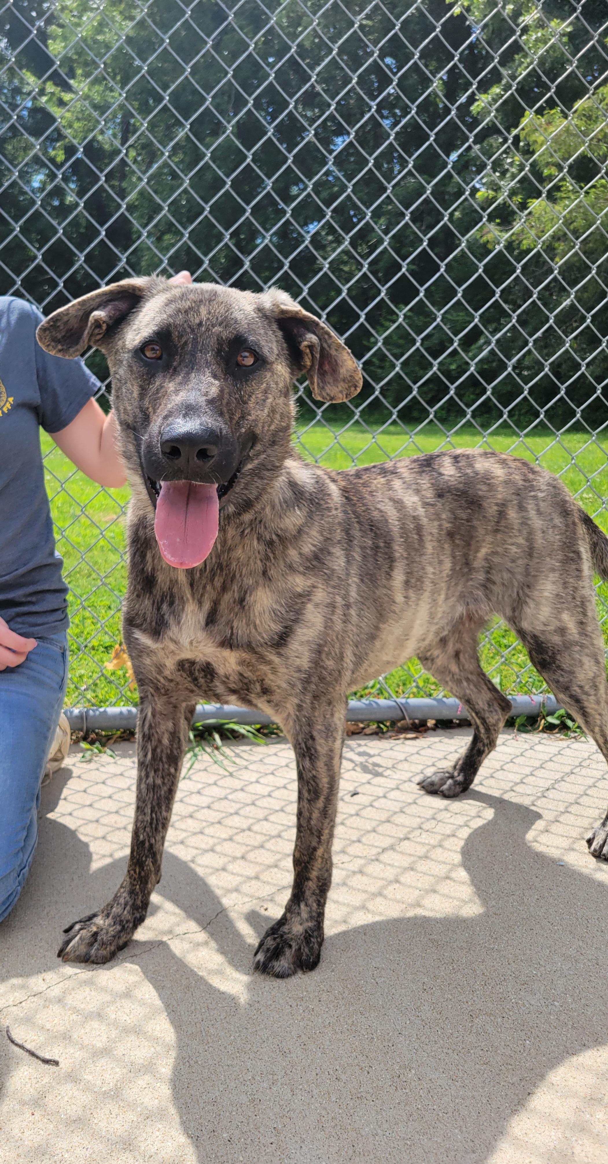Finn, Adopted, Young Male Catahoula Leopard Dog.