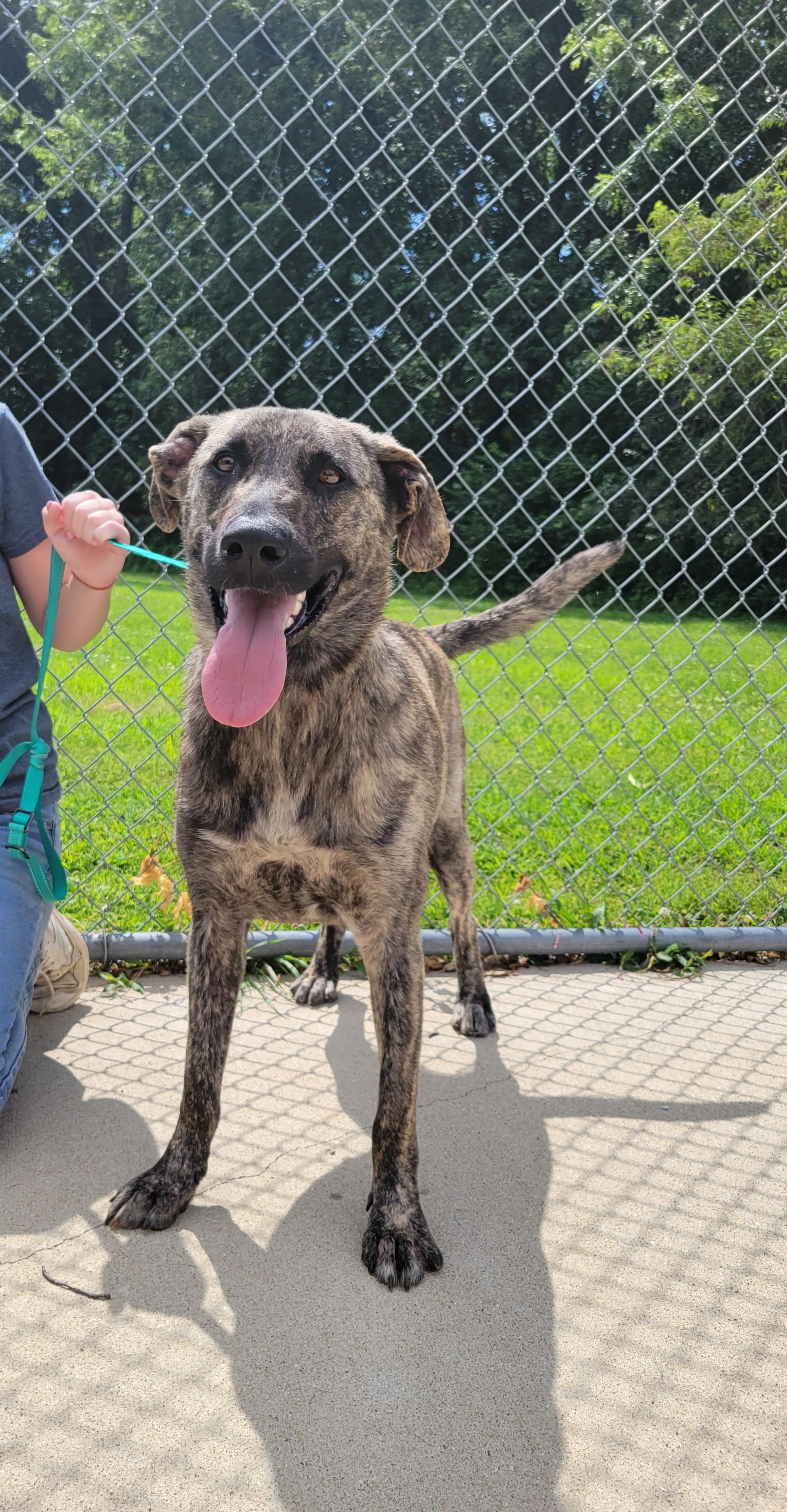 Enlarge Finn, a Adopted mixed breed in VANDALIA, IL image 2/2