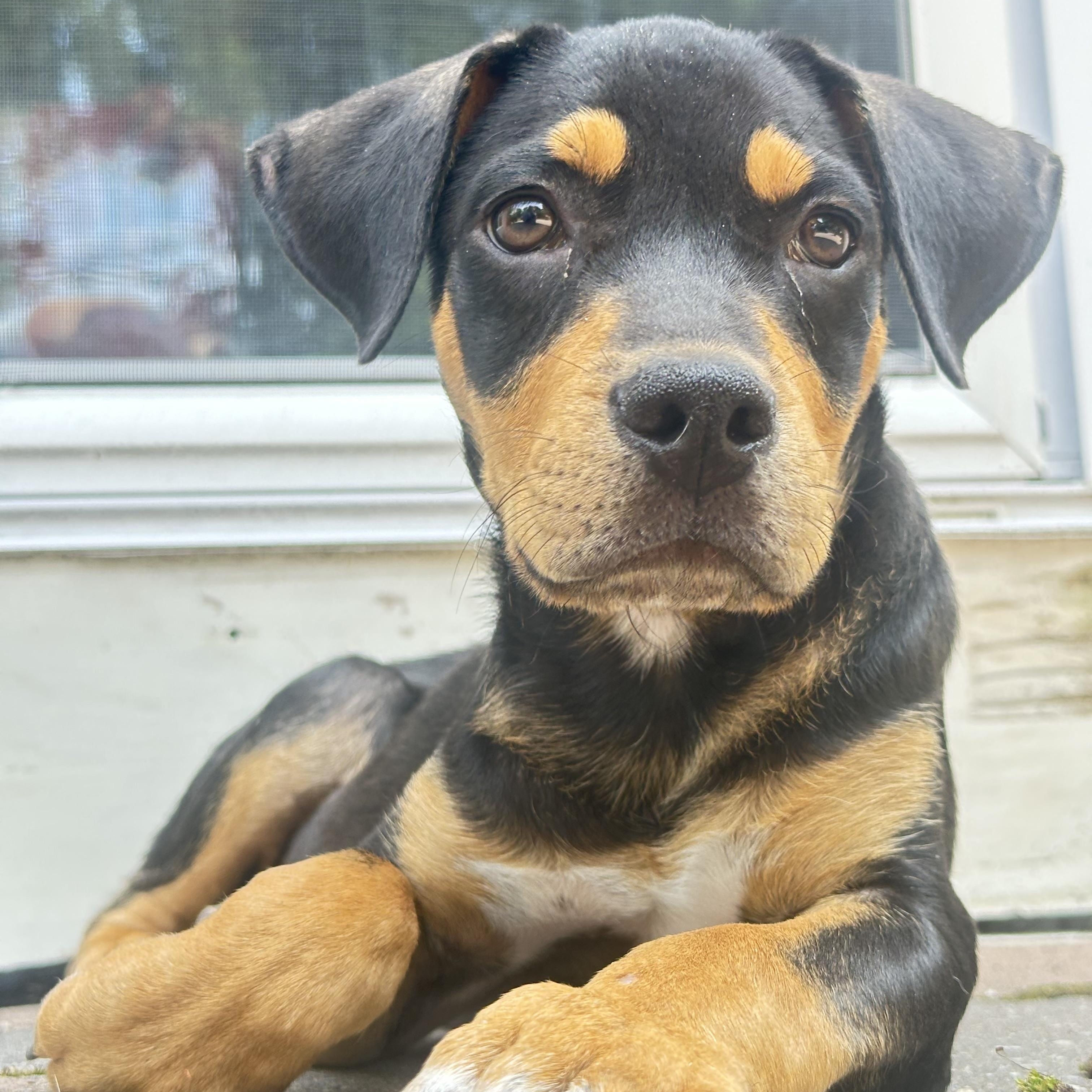 Myles, ADOPTABLE, Puppy Male Mixed Breed.