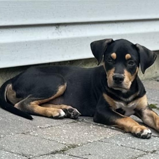 Myles, a ADOPTABLE mixed breed in South Plainfield, NJ image 4/4