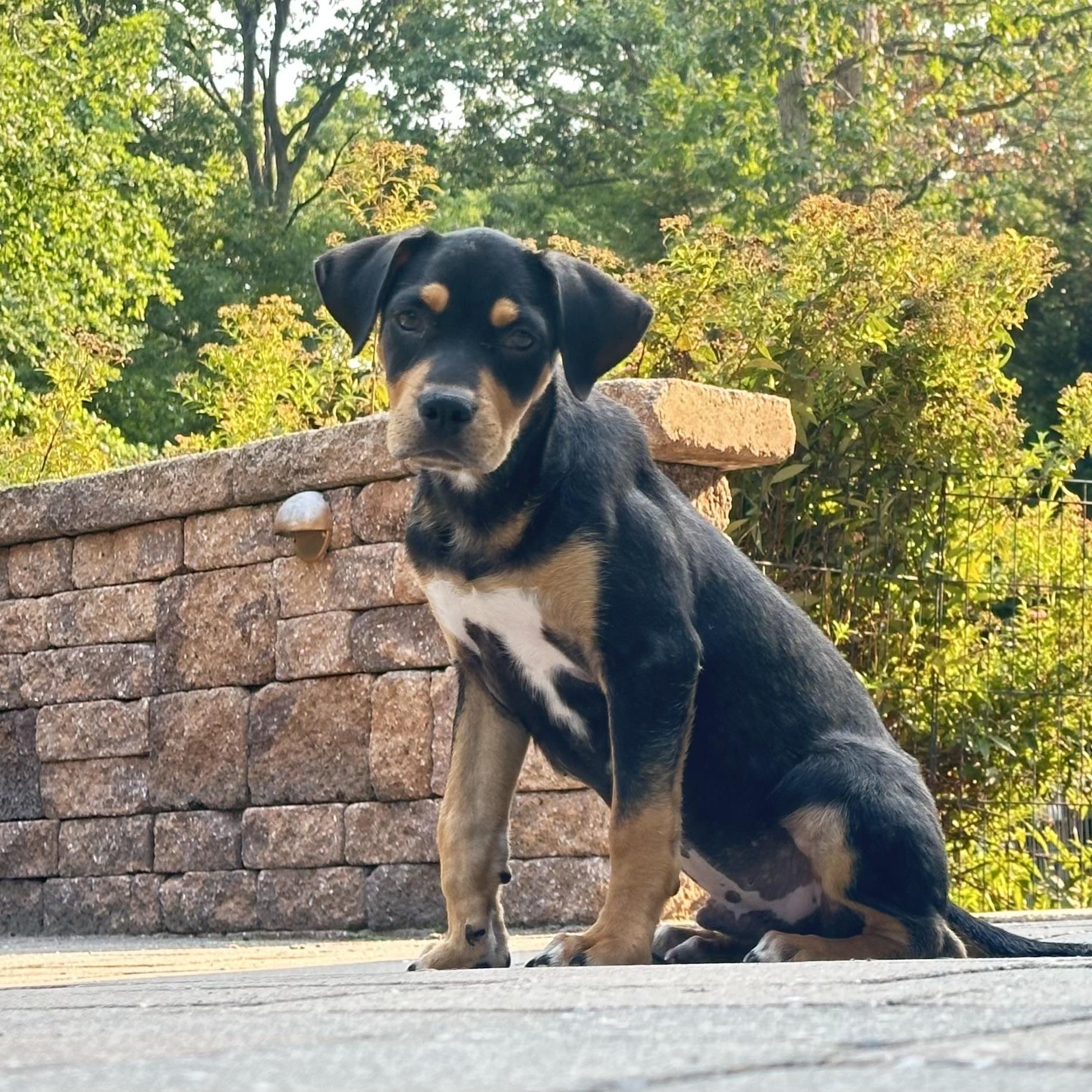 Myles, a ADOPTABLE mixed breed in South Plainfield, NJ image 2/4