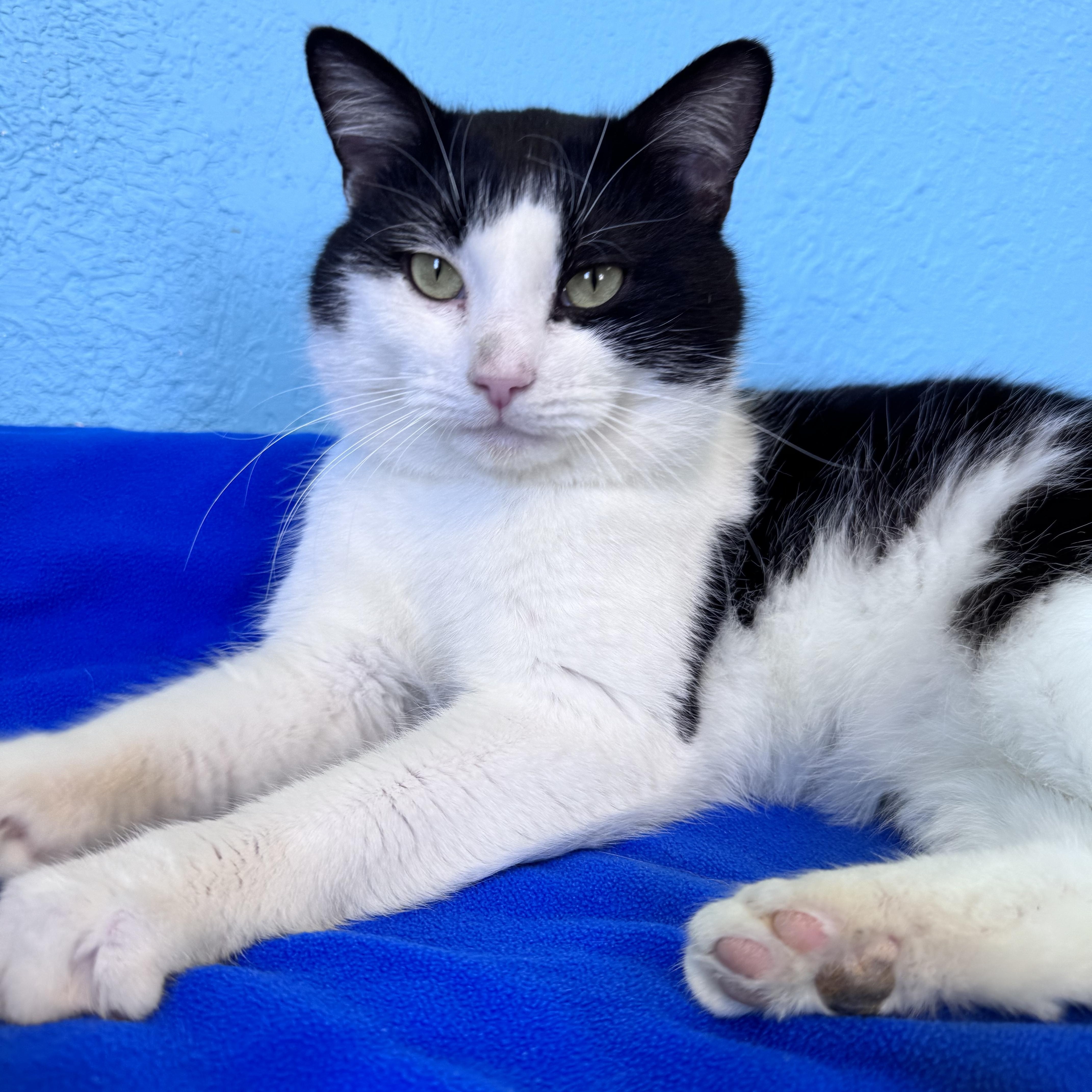 Enlarge Draco Male Tuxedo , a ADOPTABLE Domestic Short Hair in Monroe, NC image 3/4