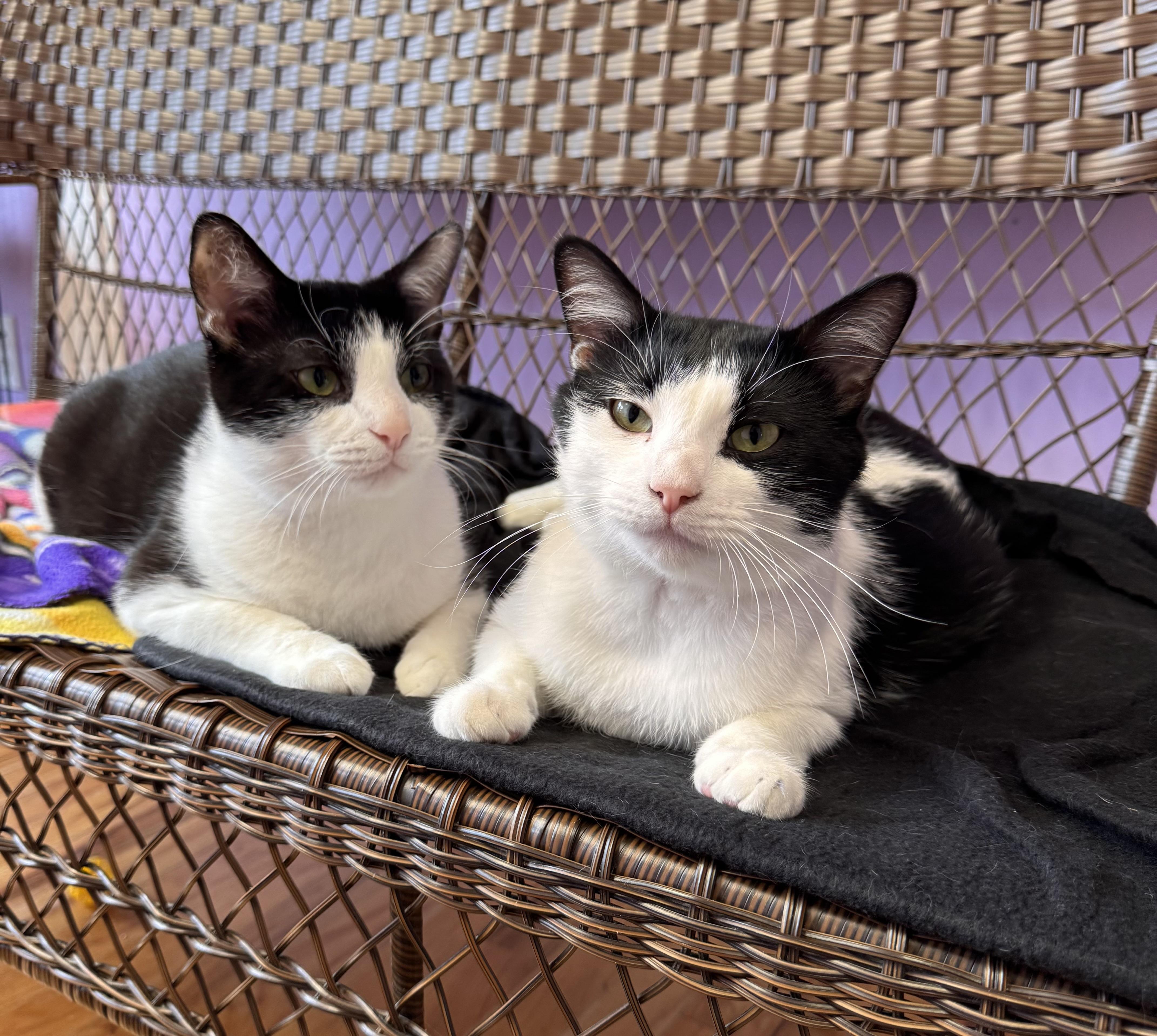 Draco Male Tuxedo Adult, a ADOPTABLE Domestic Short Hair in Monroe, NC image 3/6