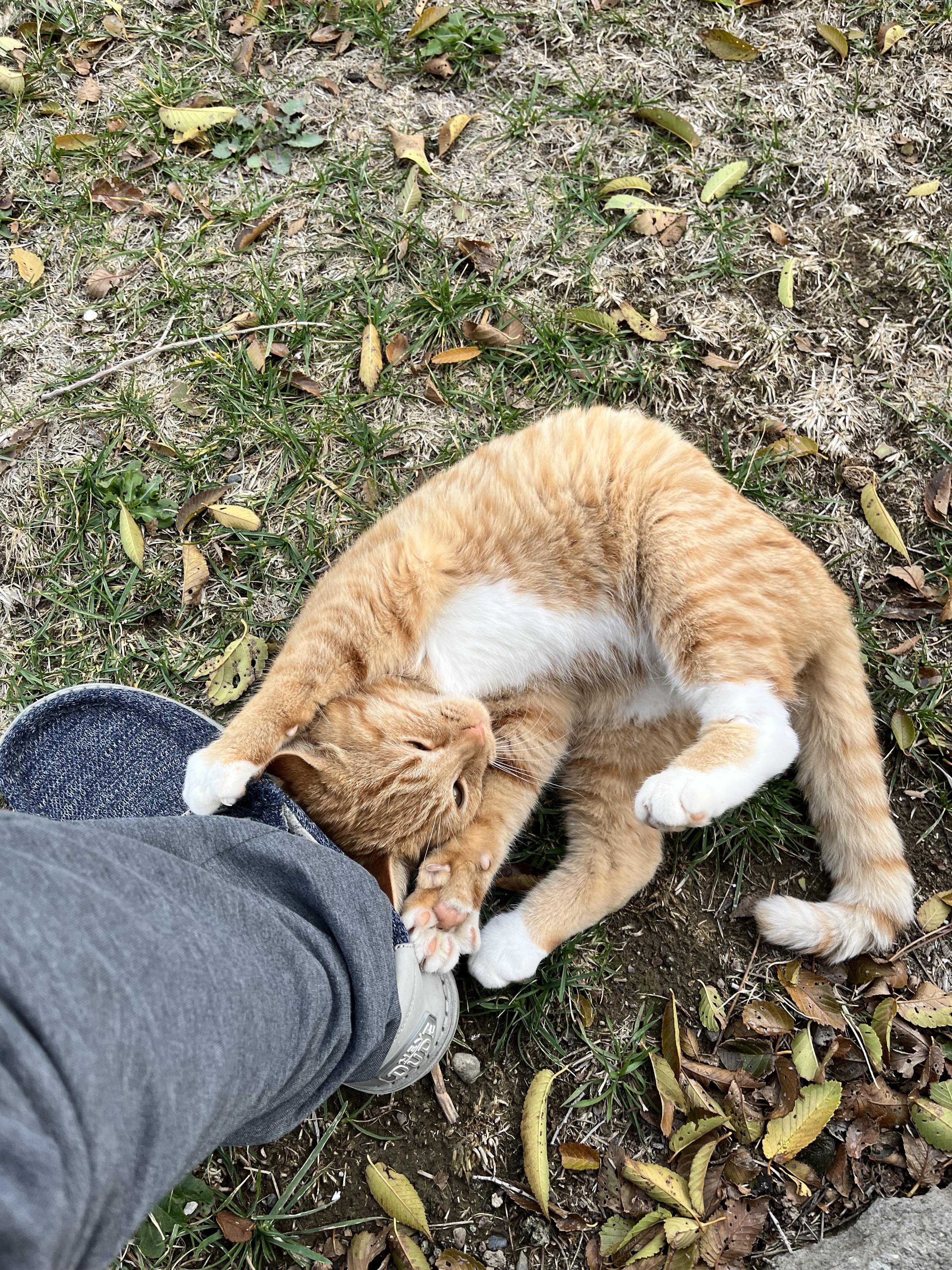 Enlarge NUGGET, a Adopted American Shorthair in Moses Lake, WA image 3/3