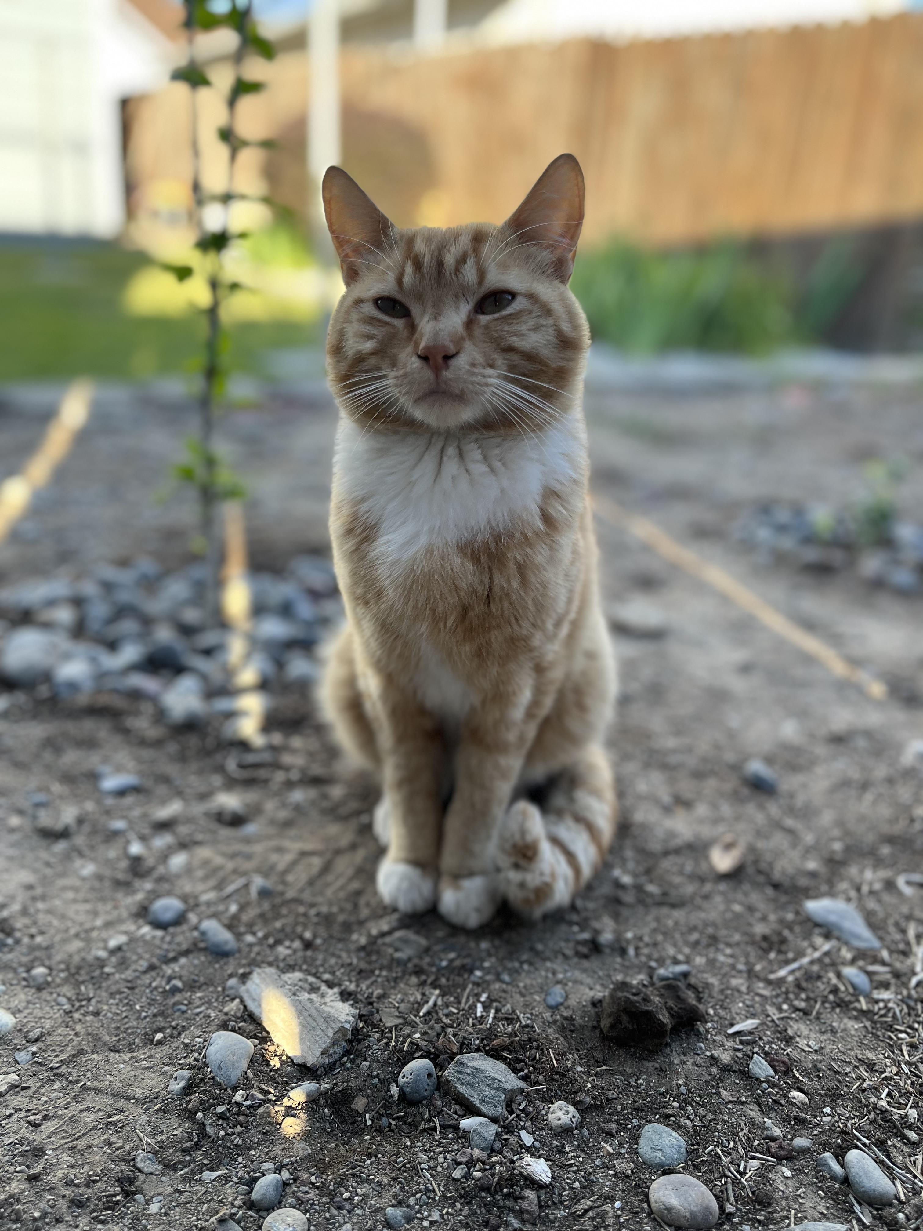 NUGGET, Adopted, Young Male American Shorthair.