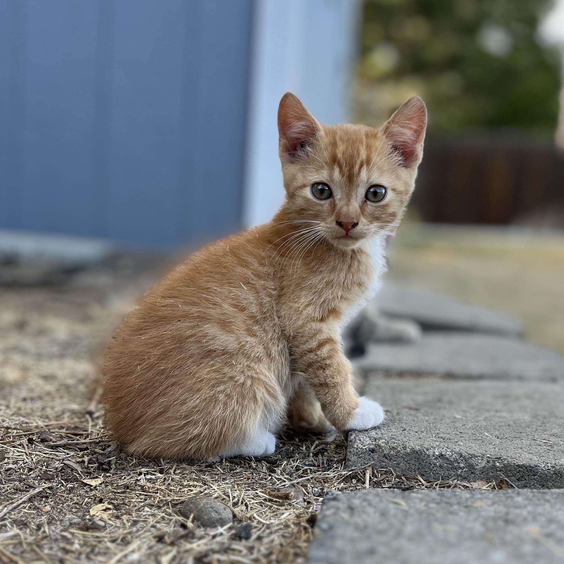 Enlarge NUGGET, a Adopted American Shorthair in Moses Lake, WA image 2/3