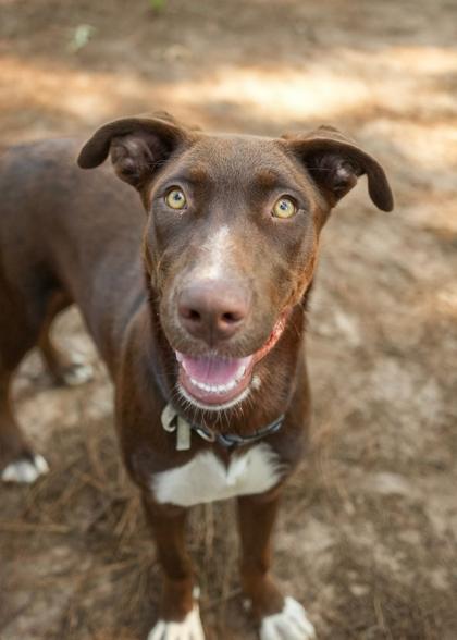 Mimosa 64761, a Adoptable mixed breed in Aiken, SC image 1/2