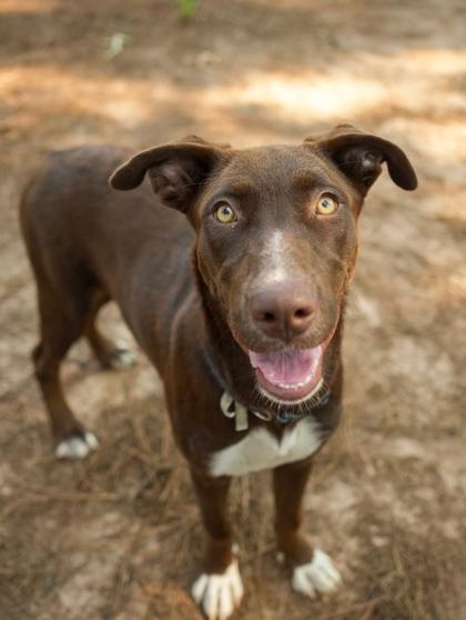 Mimosa 64761, a Adoptable mixed breed in Aiken, SC image 2/2