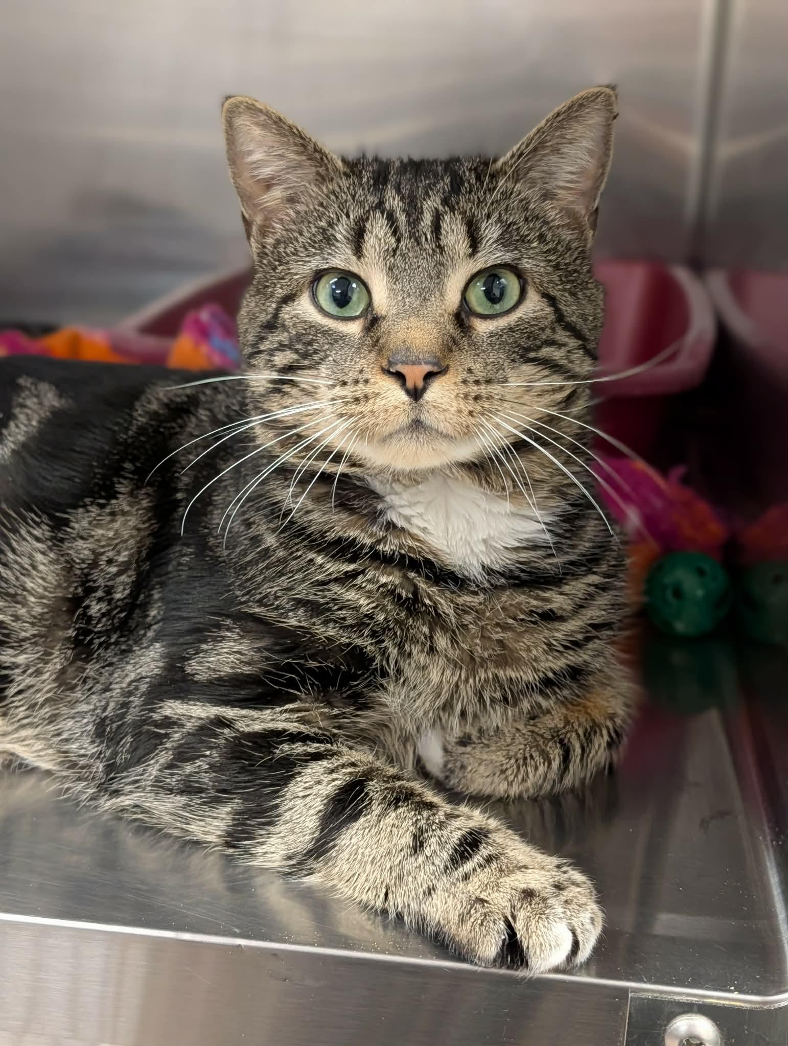 Handsome, ADOPTABLE, Adult Male Domestic Short Hair.