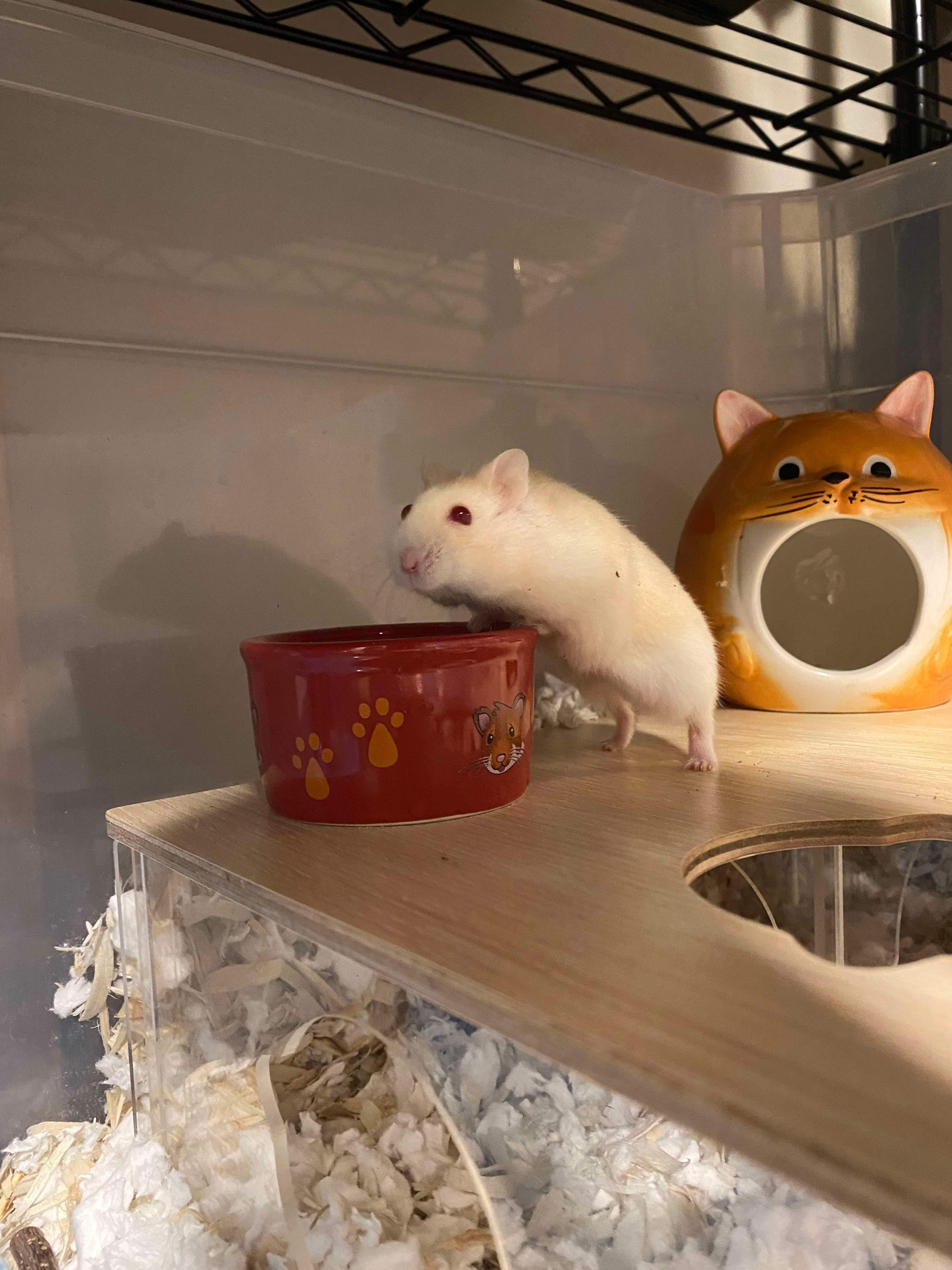 Millie, a Adopted Hamster in Higganum, CT image 2/2