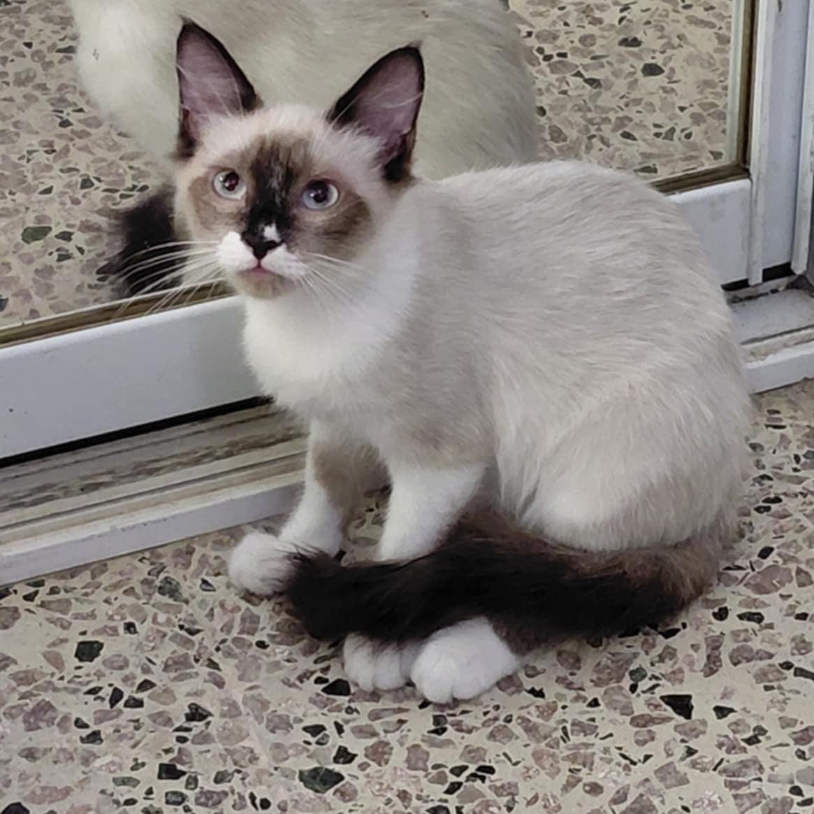 Enlarge Mickey, an adopted Siamese in Warren, NJ image 1/1