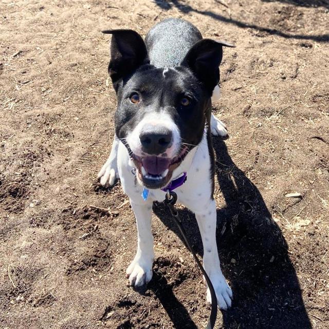 Enlarge BRISKET, a Adoptable mixed breed in Aurora, CO image 1/1