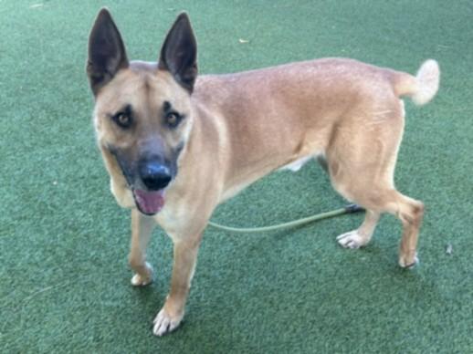 Enlarge SCOOBY, a Adoptable German Shepherd Dog in Van Nuys, CA image 1/2