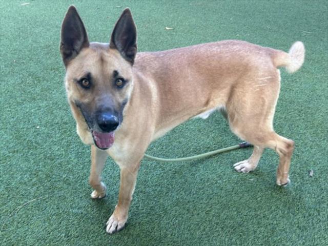 Enlarge SCOOBY, a Adoptable German Shepherd Dog in Van Nuys, CA image 1/1