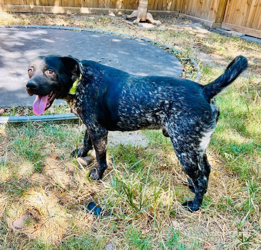 Tex, Adoptable, Young Male American Staffordshire Terrier & Australian Cattle Dog / Blue Heeler.