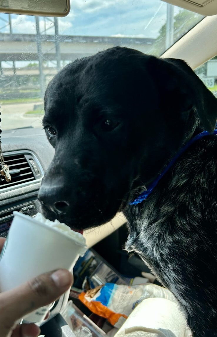 Enlarge Tex, a Adoptable mixed breed in Houston, TX image 2/22