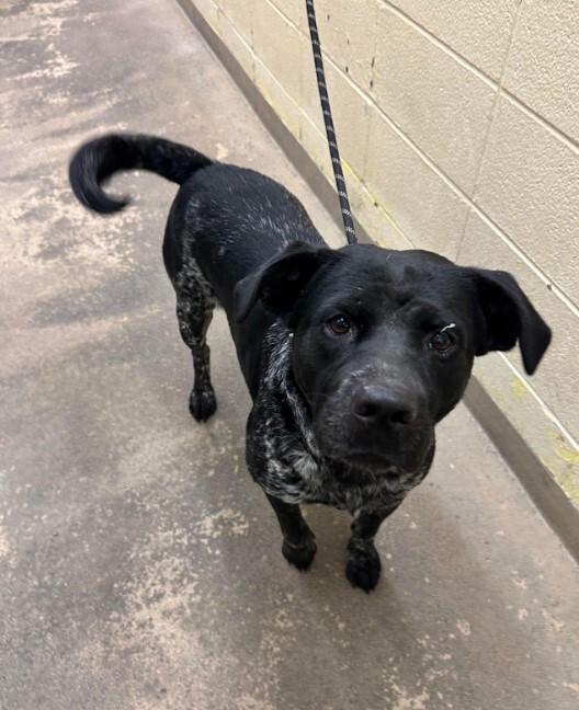 Enlarge Tex, a Adoptable mixed breed in Houston, TX image 3/22