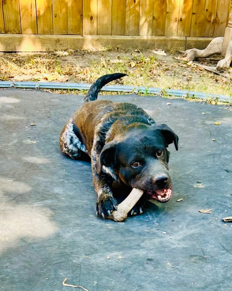 Enlarge Tex, a Adoptable mixed breed in Houston, TX image 4/22