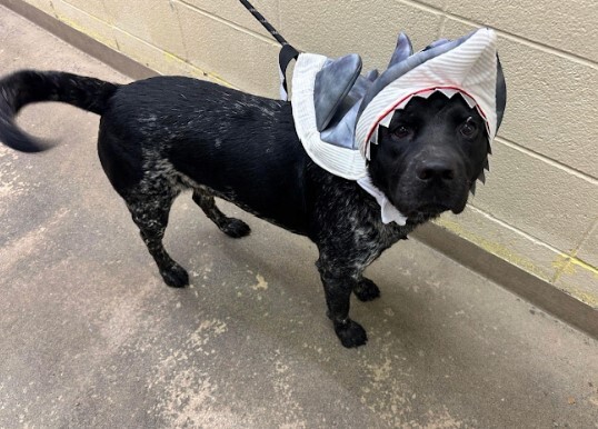 Enlarge Tex, a Adoptable mixed breed in Houston, TX image 5/22