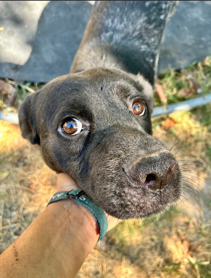 Enlarge Tex, a Adoptable mixed breed in Houston, TX image 6/22