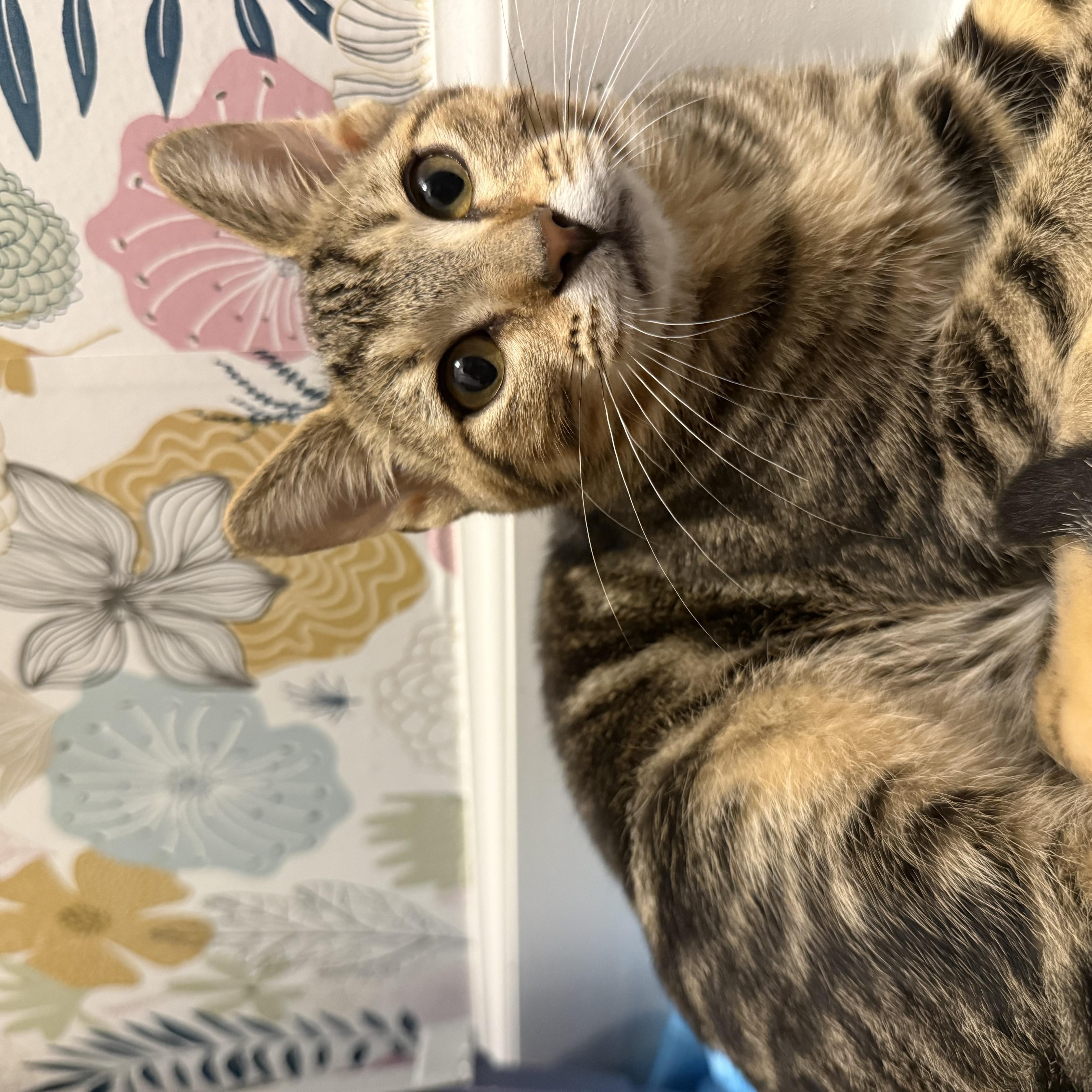 Enlarge Auggie, a Adoptable Domestic Short Hair in Mississippi State, MS image 2/6