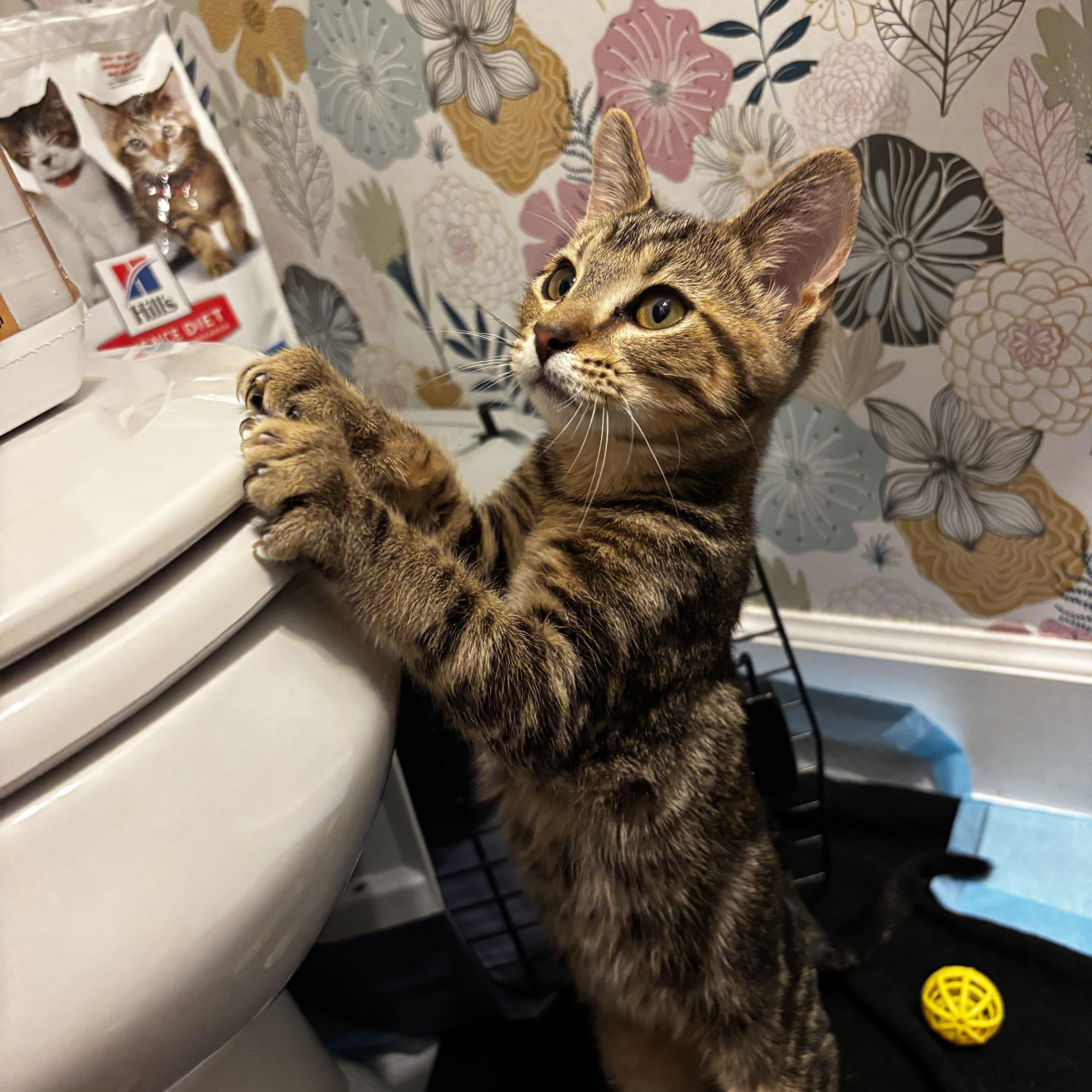 Enlarge Auggie, a Adoptable Domestic Short Hair in Mississippi State, MS image 3/6