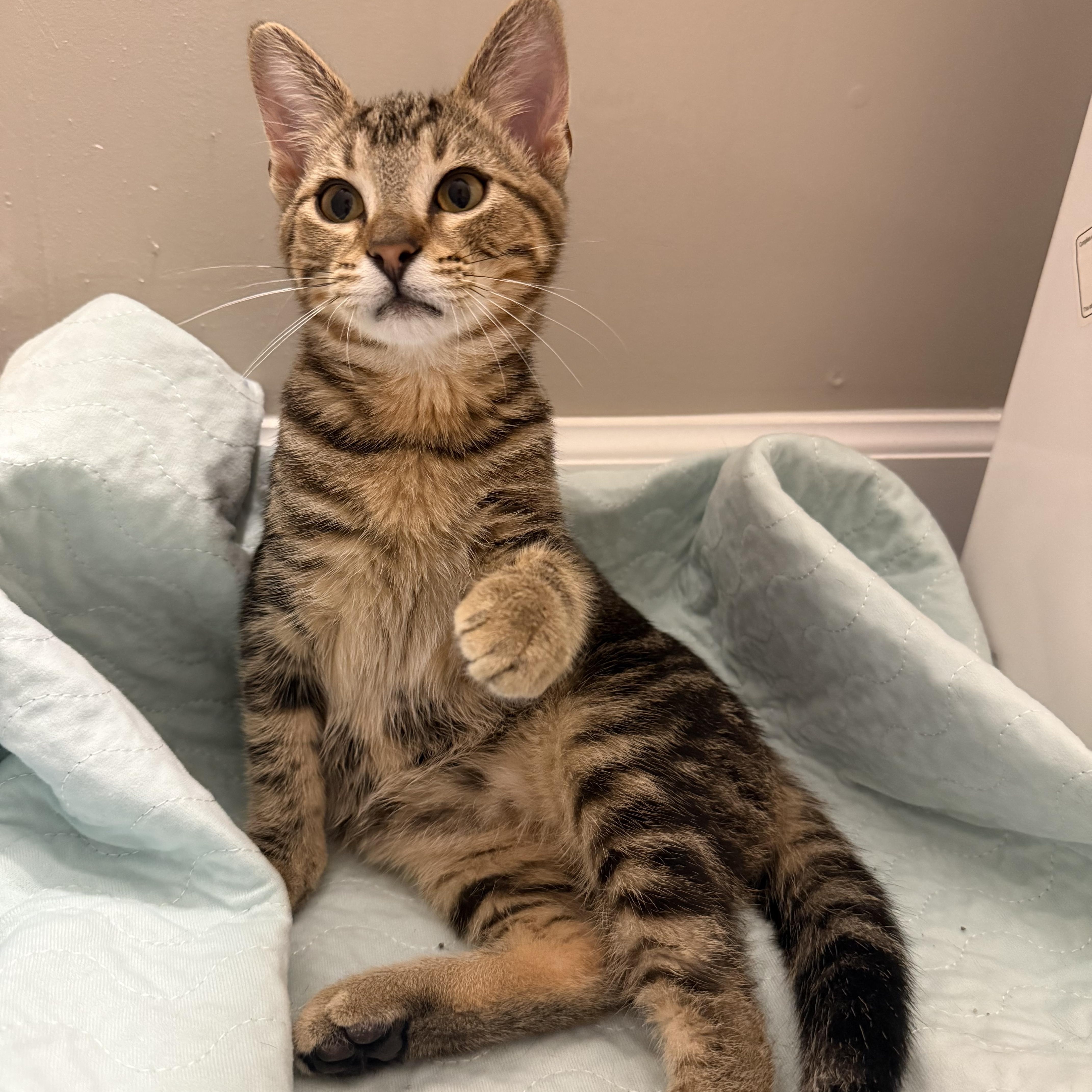 Auggie, Adoptable, Kitten Male Domestic Short Hair.