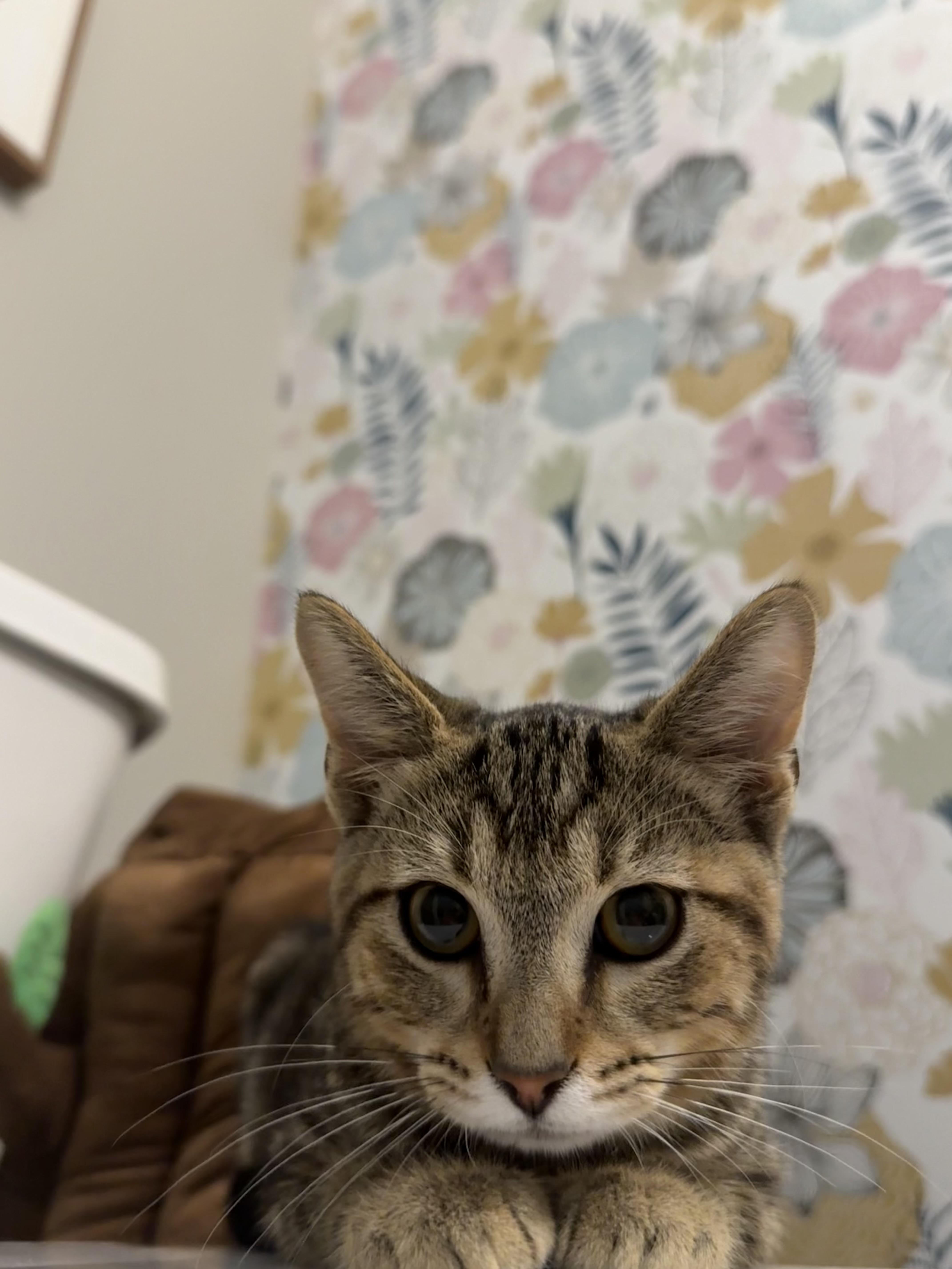 Enlarge Auggie, a Adoptable Domestic Short Hair in Mississippi State, MS image 4/6