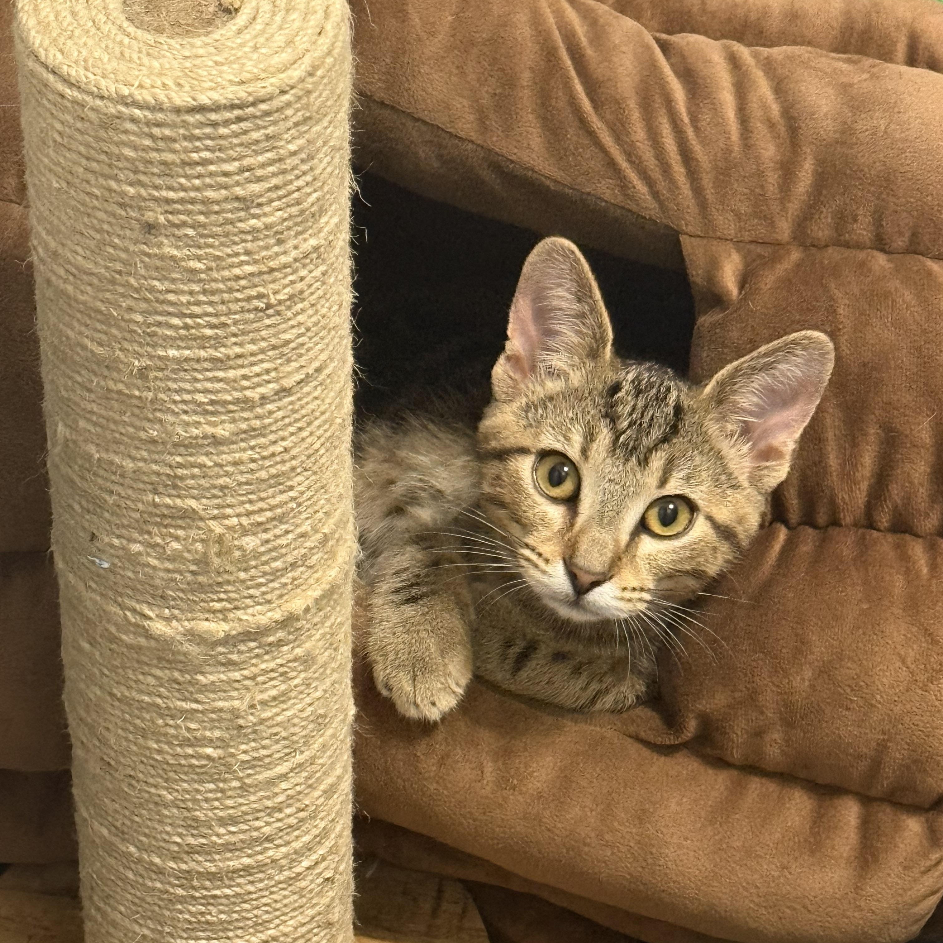 Enlarge Auggie, a Adoptable Domestic Short Hair in Mississippi State, MS image 5/6