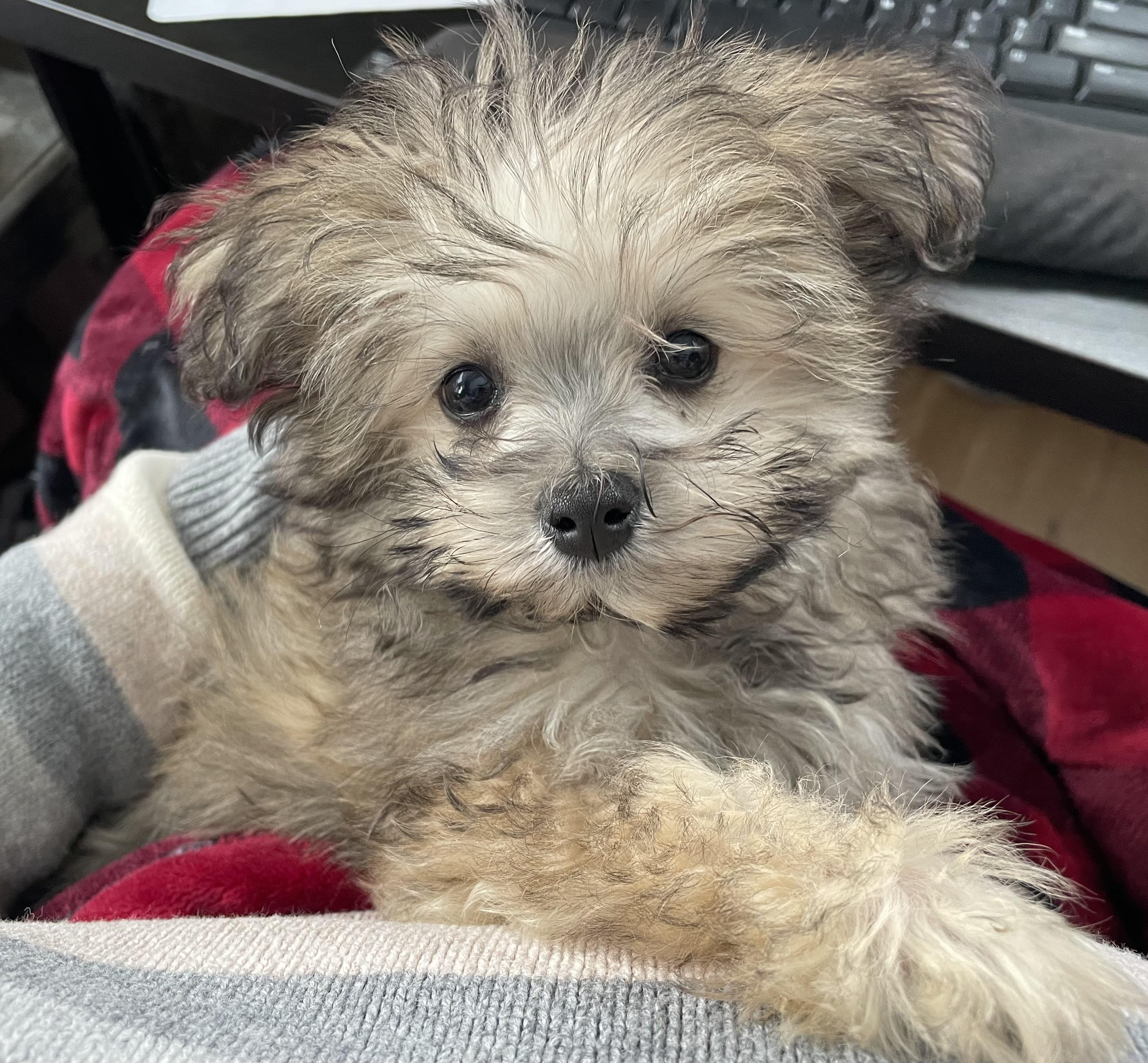 Baxter, Adoptable, Puppy Male Bichon Frise & Pomeranian.