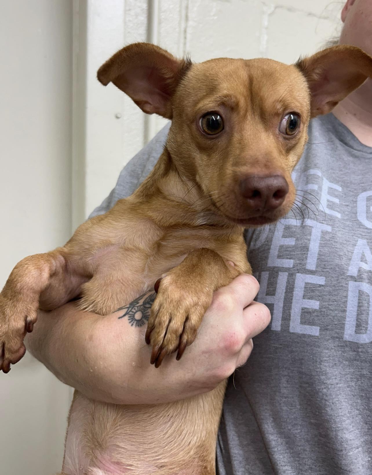 Enlarge Hudson, a ADOPTABLE mixed breed in Kansas City, MO image 1/1
